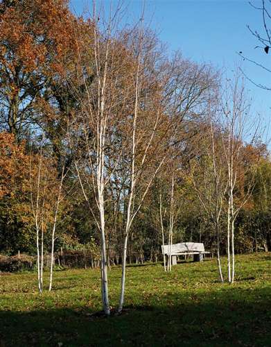 Wild Wonders – Birch, Bark and Books – Miki Marks