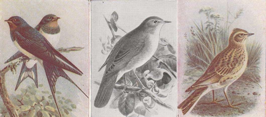 Joy of Cranleigh – The Wit of Dr Napper – January 2022