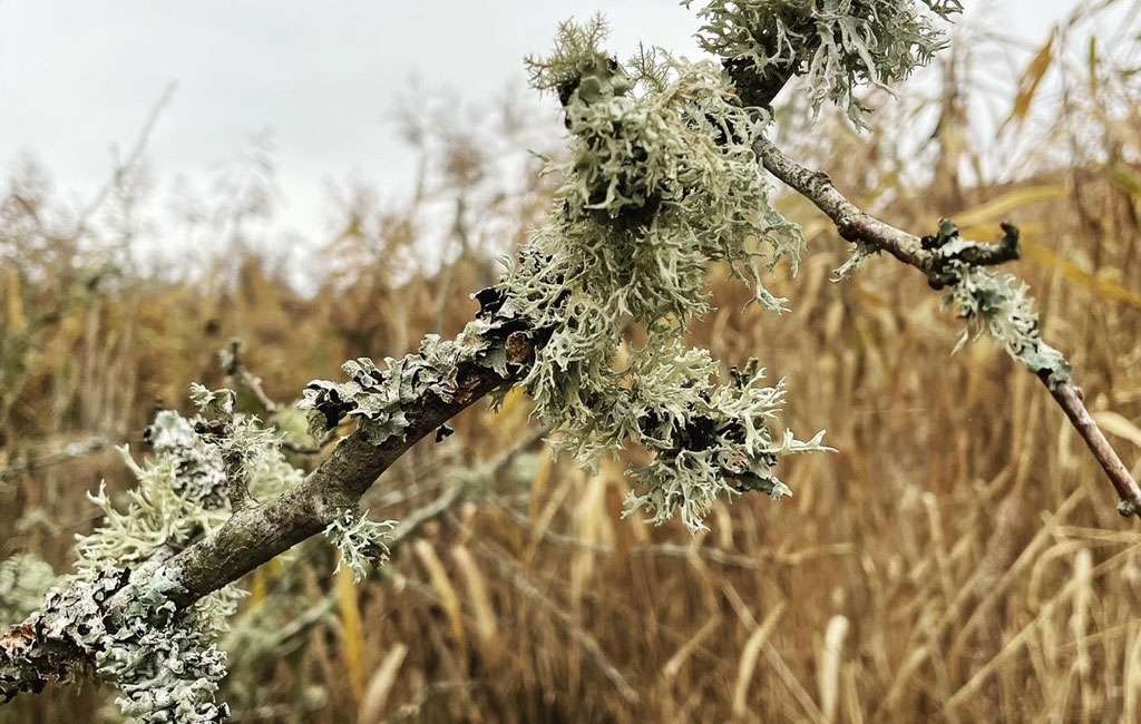 Wild Wonders – February 2022 – Miki Marks