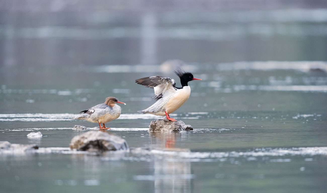 People Profile – Trevor Cook – Owner of Cooks of Cranleigh