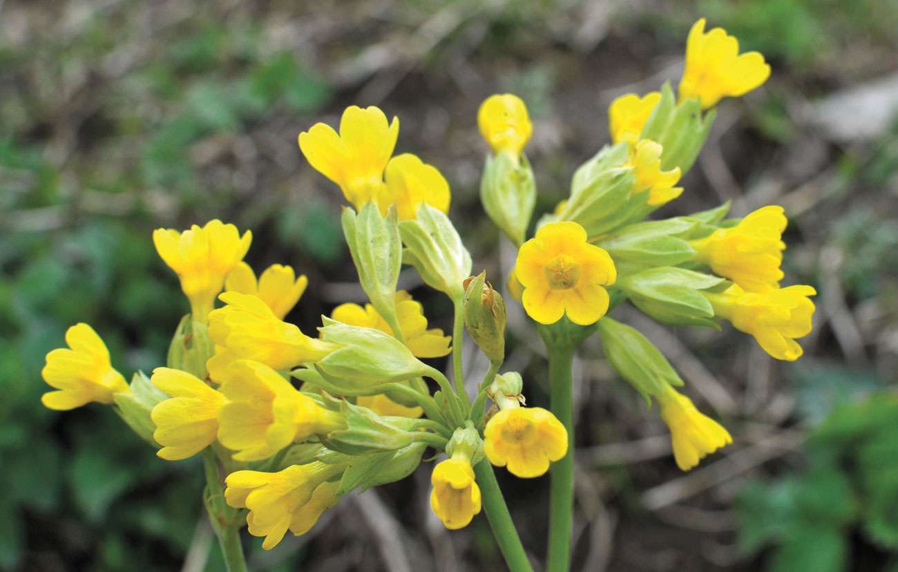 Crane Spotter – Pondering Goosander wanderings – April 2022