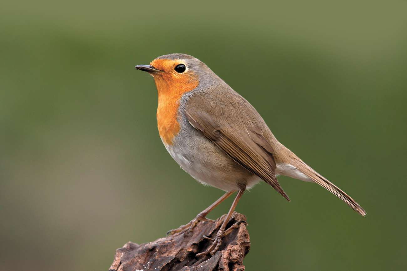 People Profile – John Rich – Artist, Writer, Poet & Sculptor by Liam Rich