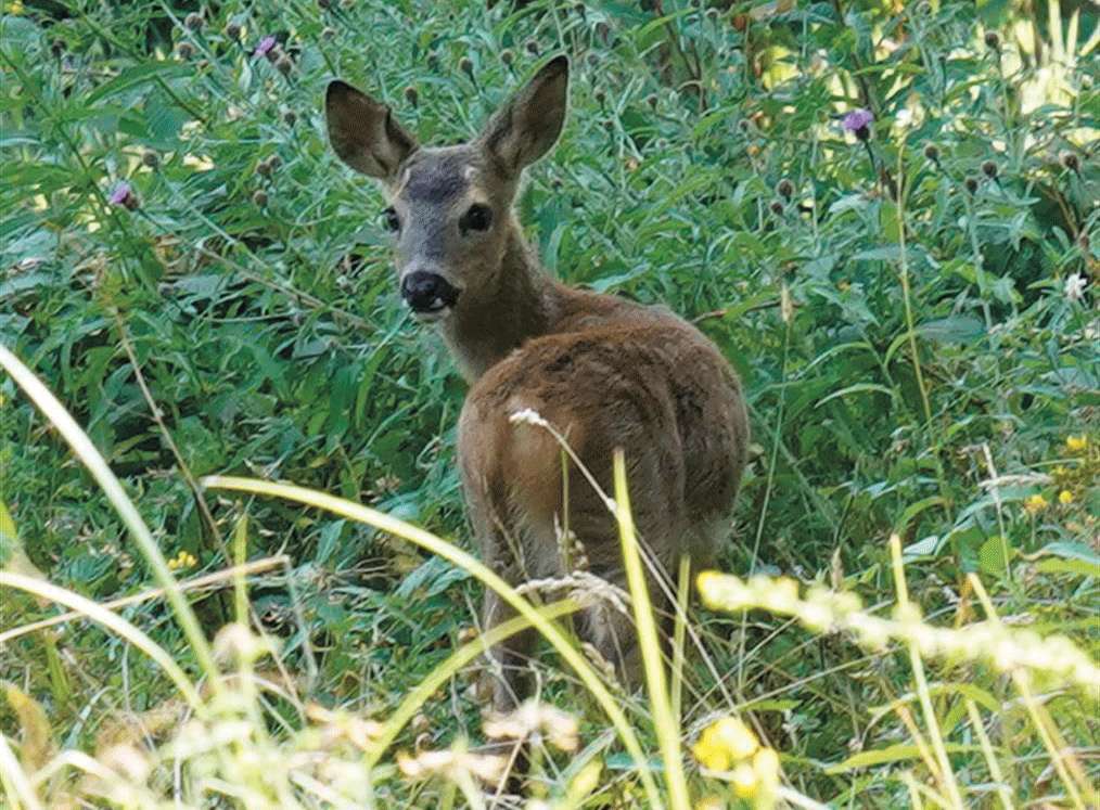 Cranleigh Arts Centre September Listings