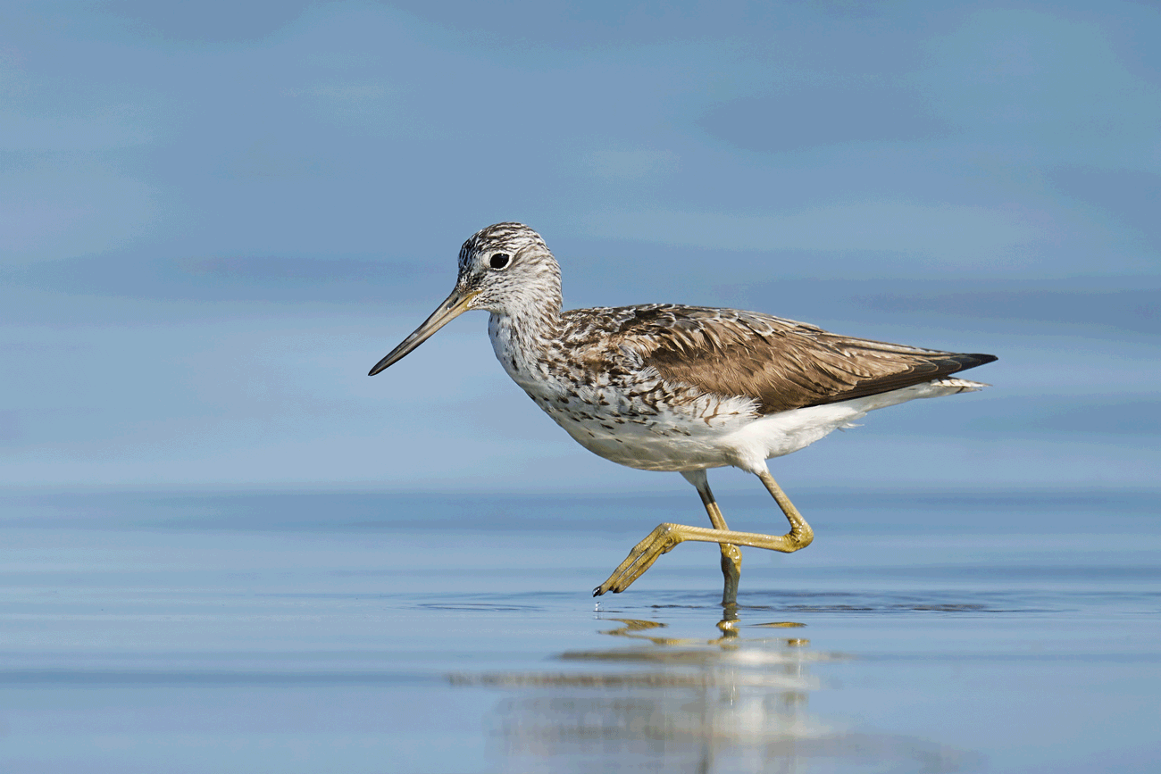 The Joy of Cranleigh – Some of Cranleigh’s Inns and Pubs