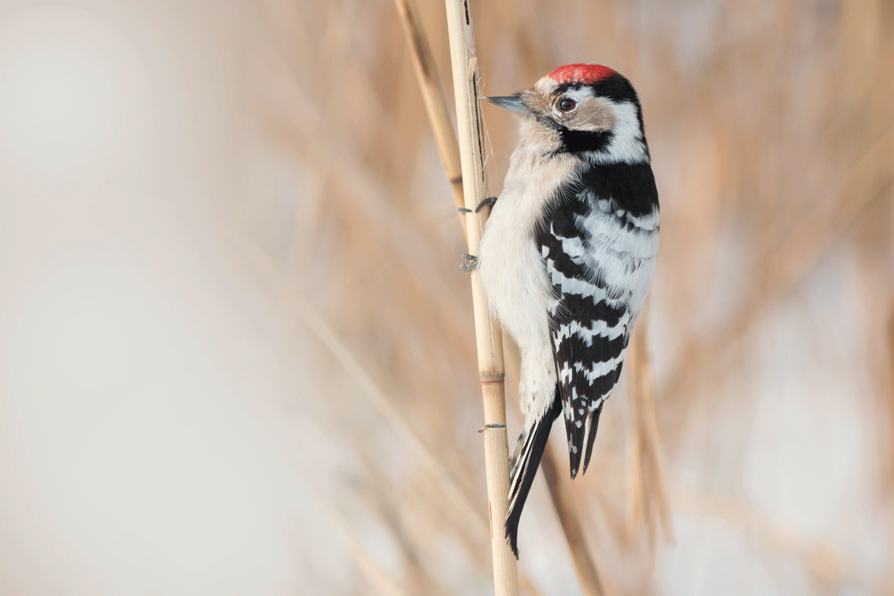 Crane Spotter: Spotted again at long last!