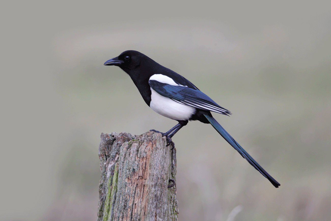 Crane Spotter – A tale of two sittings