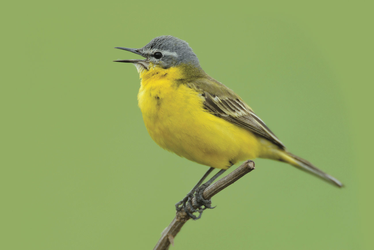 Ultra-Processed Drinks – Did you know that drinks can also be Ultra-Processed?