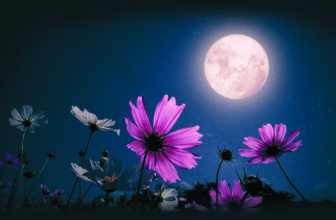 Gardening by Moonlight