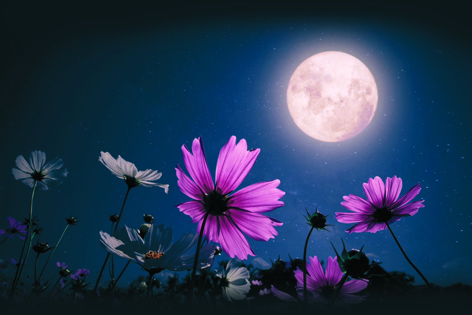 Gardening by Moonlight