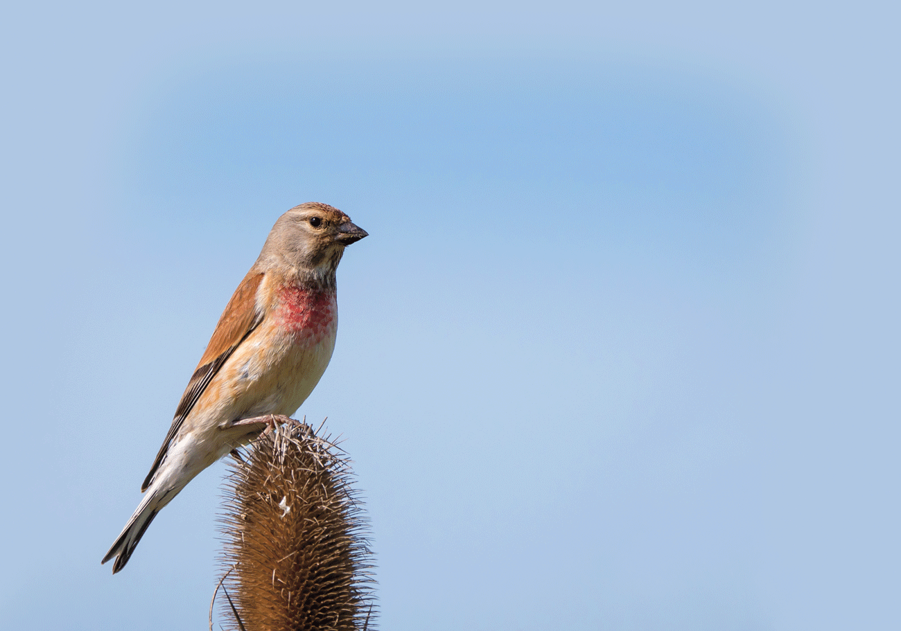 Wild Wonders – January 2024