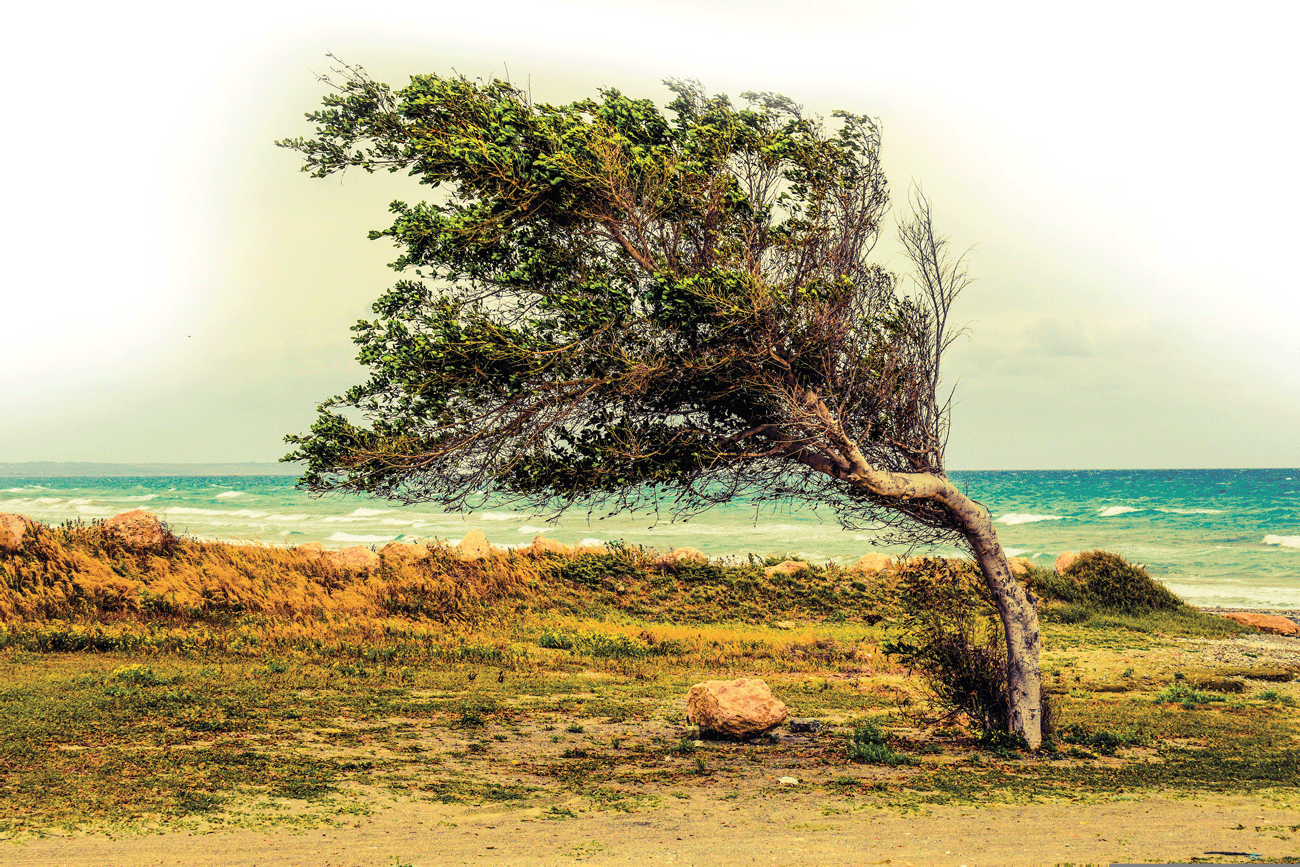 Wild Wonders – March 2024