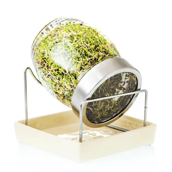 Growing Sprouting Seeds in a jar for Well-being