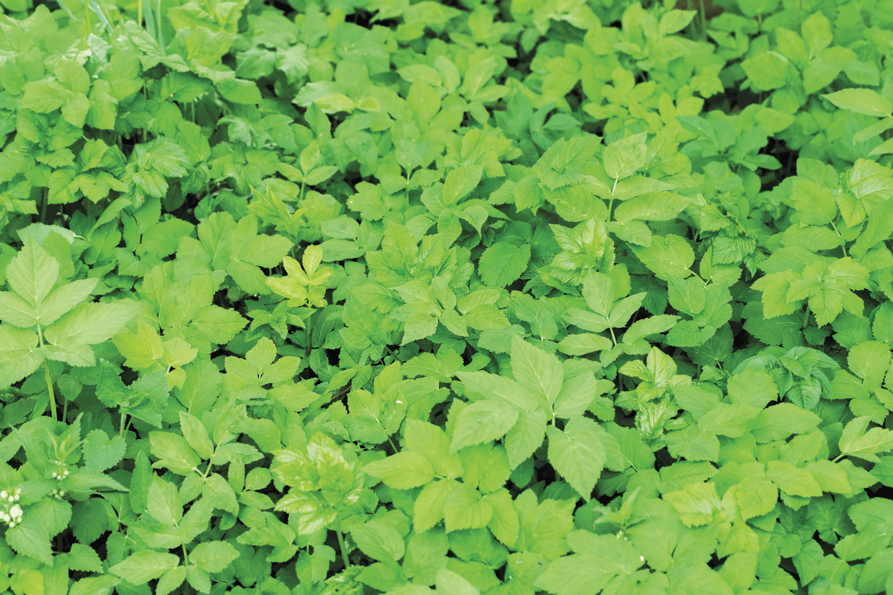 Wild Wonders – June 2024