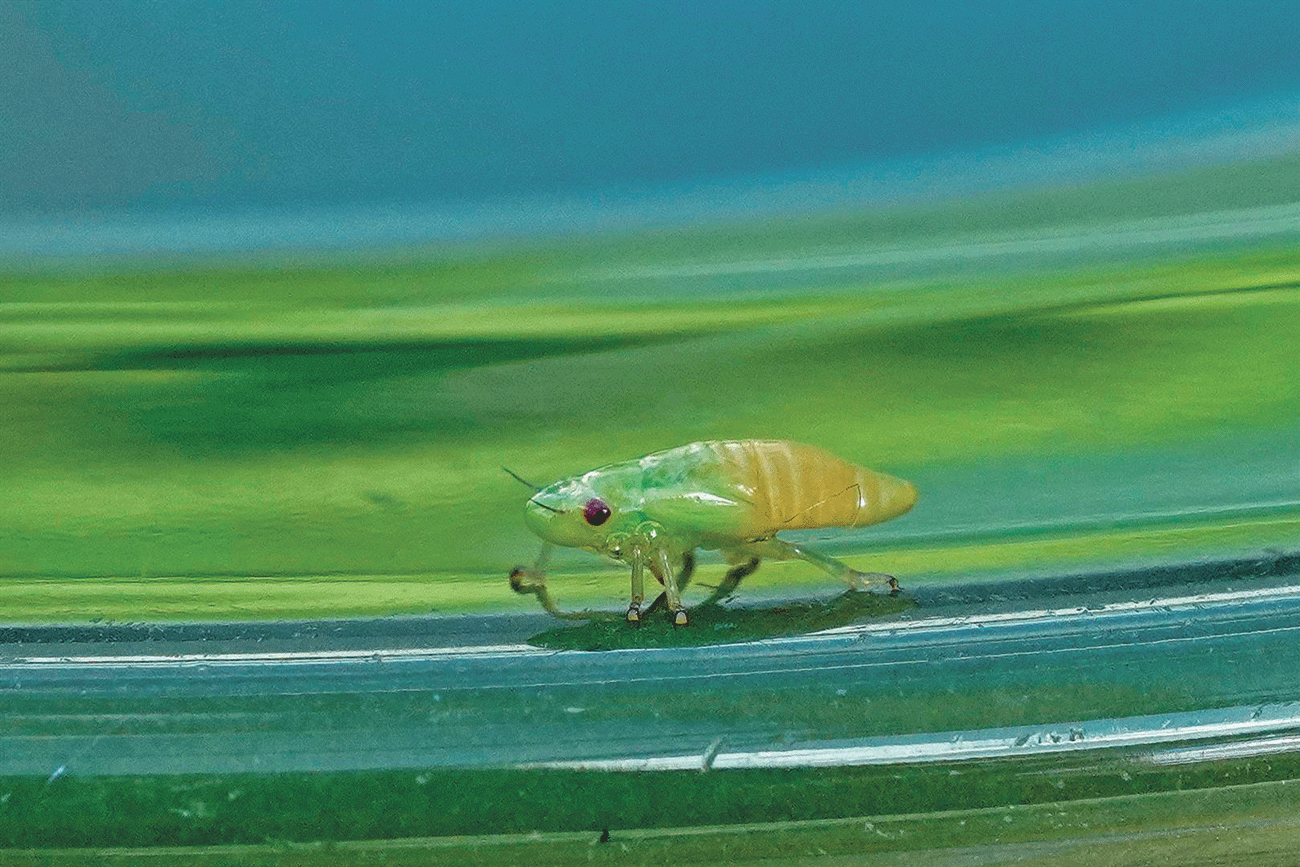 Wild Wonders – July 2024