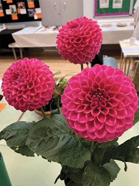 Cranleigh Old Cottage Hospital – your heritage, your outcomes, our future