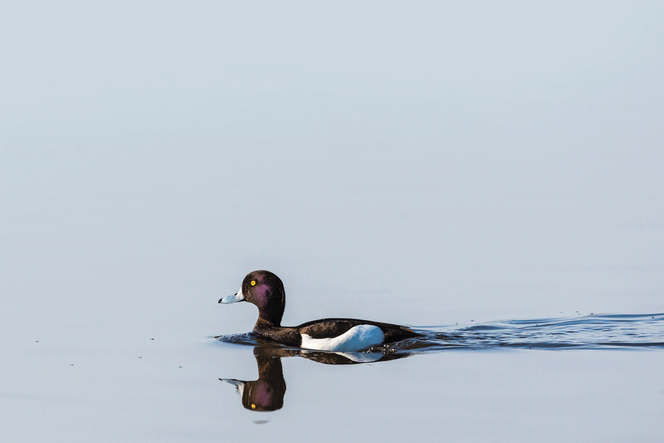 Crane Spotter – Out for a duck