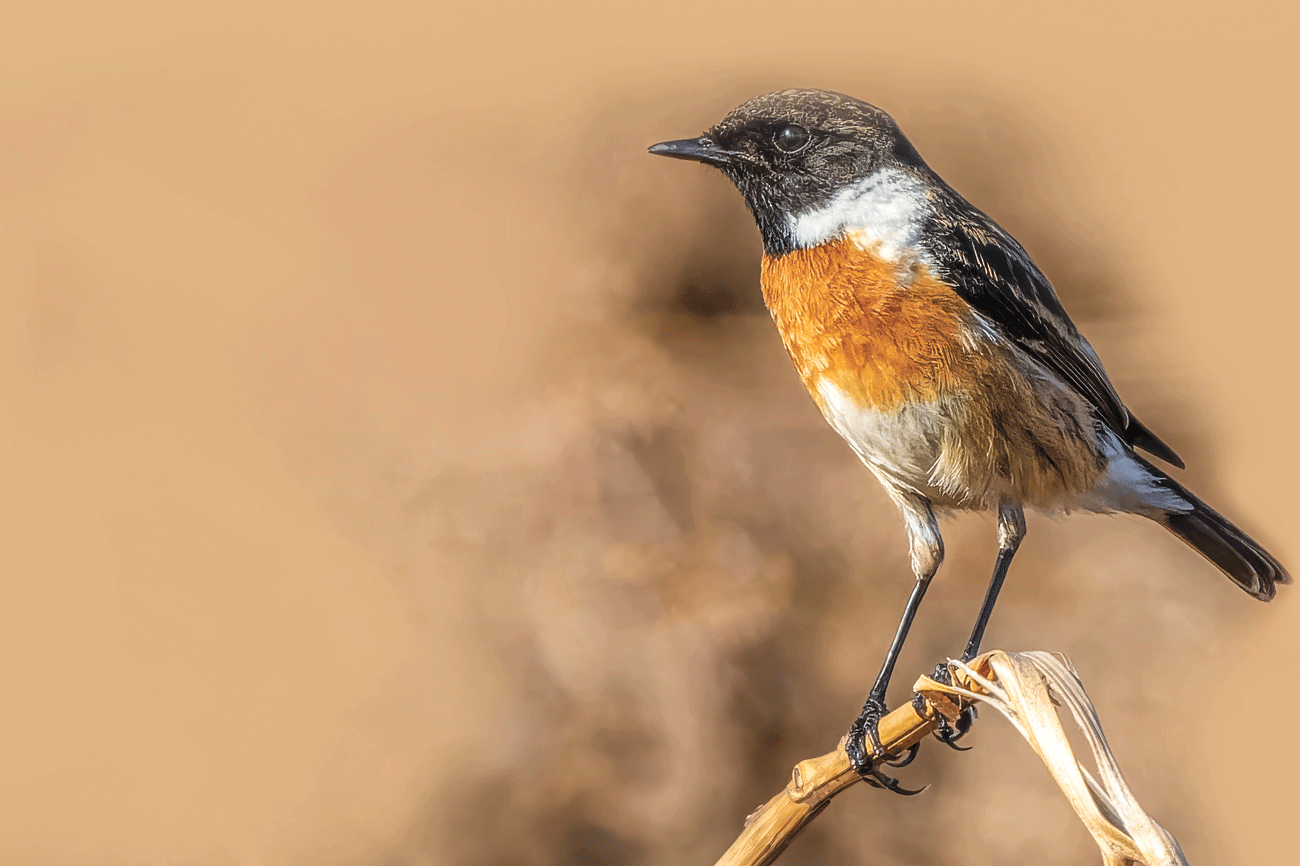 Wild Wonders – November 2024