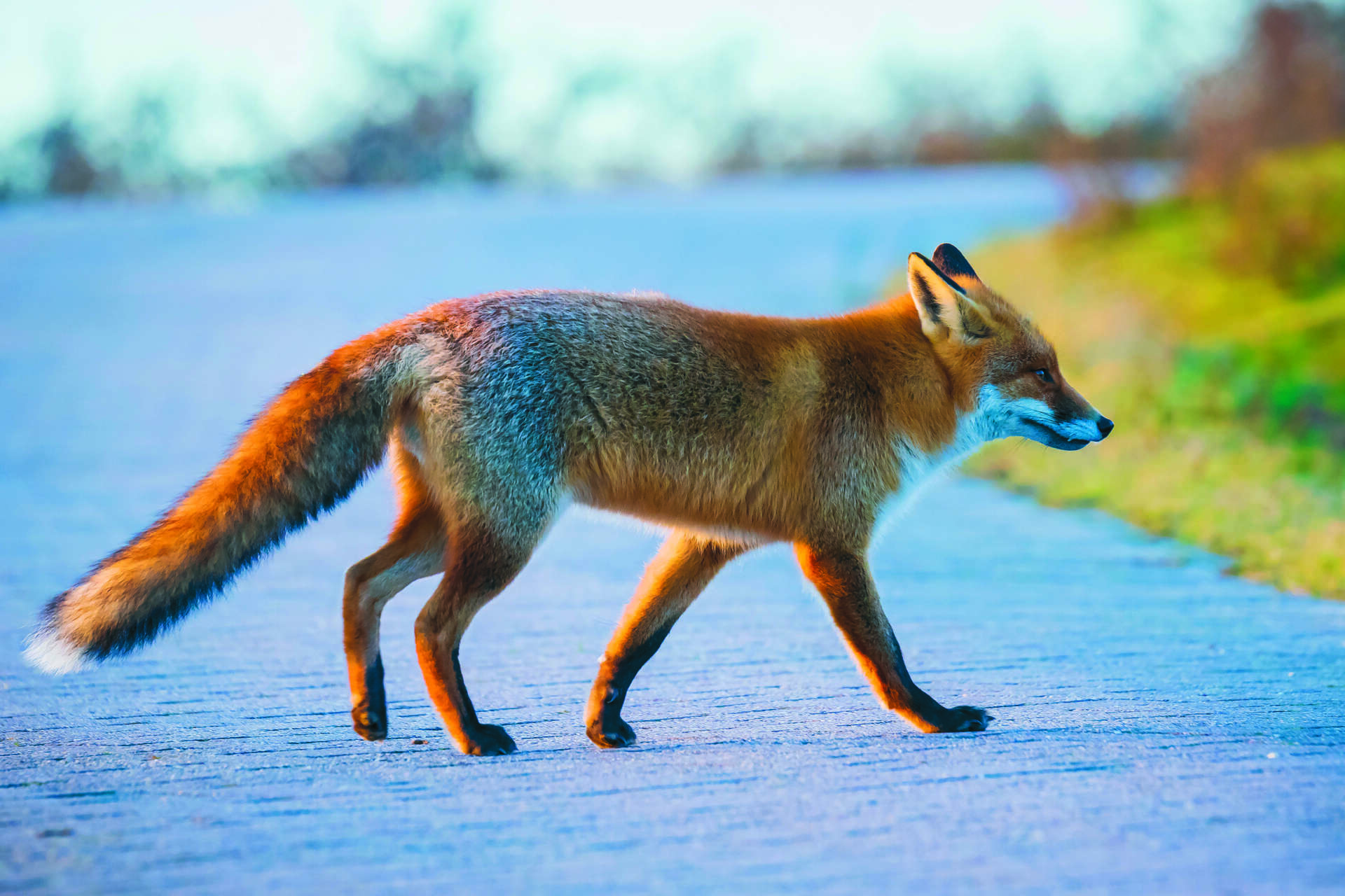 Wild Wonders – February 2025