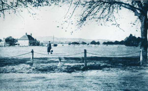 Crane Spotter: Parachuting pipit hits the deck