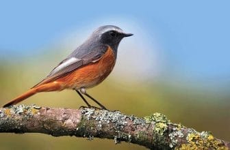 Crane Spotter – Redstart restart stars for the ‘fab five’