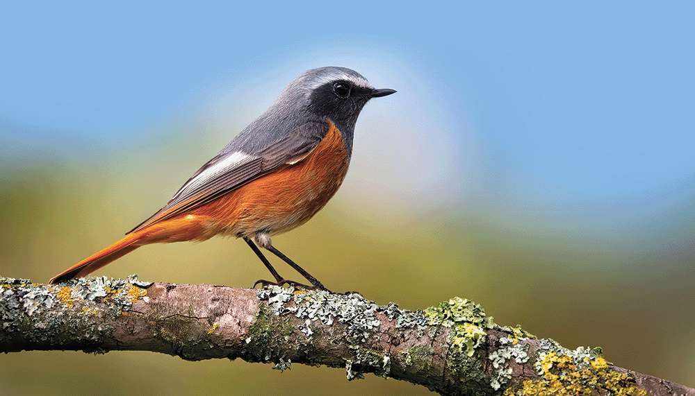Crane Spotter – Redstart restart stars for the ‘fab five’