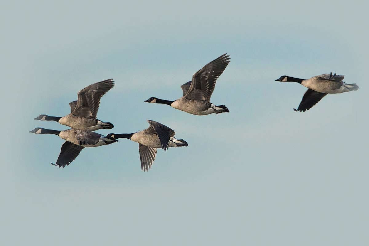 The Joy of Cranleigh – The Cheshire Cat in the Parish Church