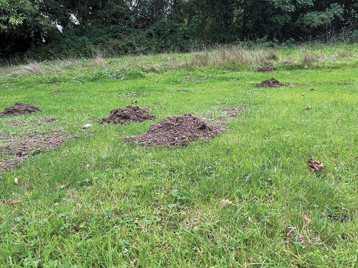 Wild Wonders – November 2025