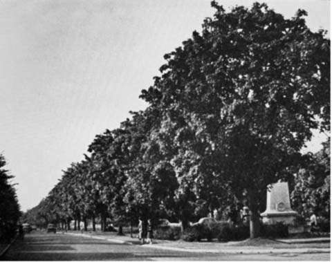 The Joy of Cranleigh – Cranleigh Myths – The Maples on the Common