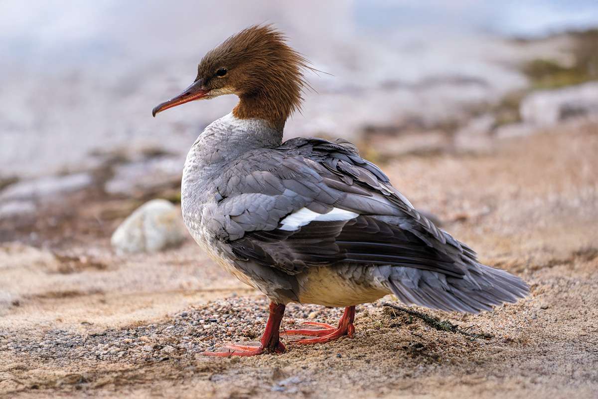 Crane Spotter – A record of non-stop one two one meetings