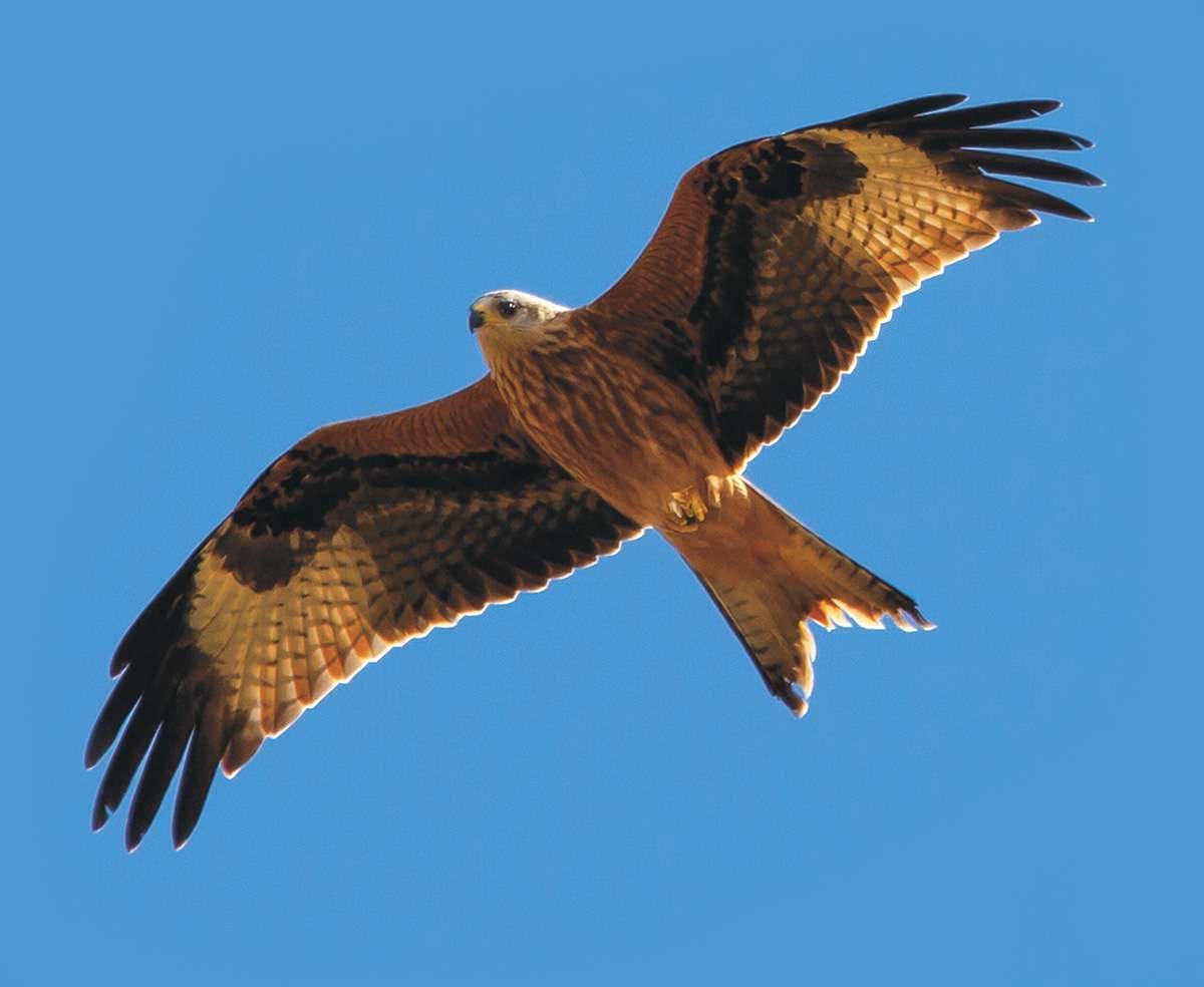 Crane Spotter – A Kite flying festival